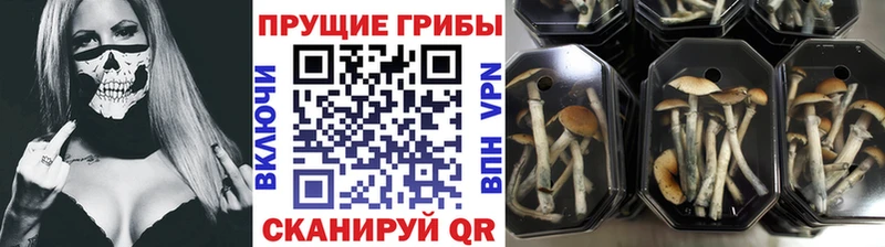 ссылка на мегу зеркало  Малмыж  Галлюциногенные грибы прущие грибы 